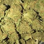 Afgoo Strain Marijuana Plant