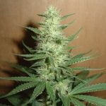 Big Bud Marijuana Strain