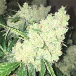 Big Bud Strain Marijuana Plant