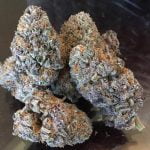 Blackwater Bud