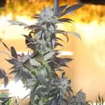 Blackwater Marijuana Strain