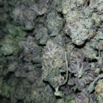 Blackwater Strain Marijuana Plant