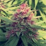 Blue Diesel Marijuana Strain