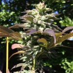 Blue Frost Marijuana Strain