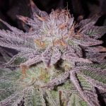Blue Magoo Strain Marijuana Plant
