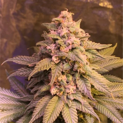 Blue Magoo Marijuana Strain