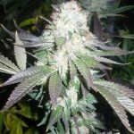 Blue Widow Marijuana Strain