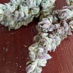 Blue Widow Strain Marijuana Plant