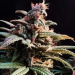 Blueberry Cheesecake Marijuana Strain