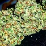 Blueberry Cheesecake Strain Marijuana Plant