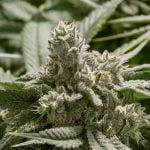 Bubba Fett Marijuana Strain