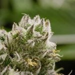 Bubba Fett Strain Marijuana Plant