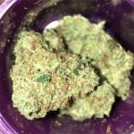Cat Piss Strain Marijuana Plant