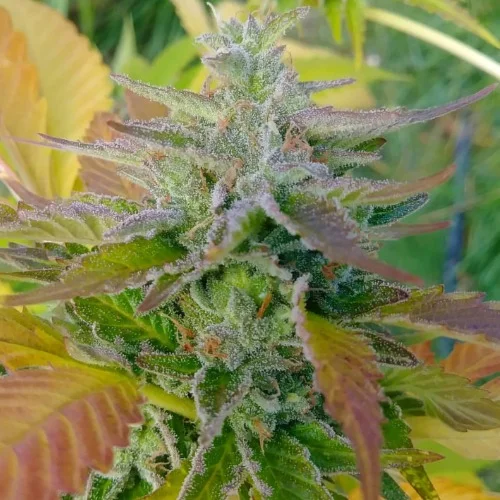 Cat Piss Marijuana Strain