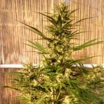 Charlotte's Web Marijuana Strain