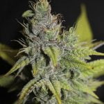 Cheesecake Marijuana Strain