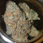 Cheesecake Strain Marijuana Plant