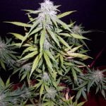 Cherry Bomb Marijuana Strain