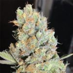 Cherry Bomb Strain Marijuana Plant