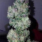 Cookie Glue Bbud