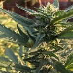 Cookie Glue Marijuana Strain