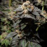 Cookie Monster Marijuana Strain