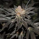 Creme Brulee Marijiuana Strain