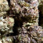 Creme Brulee Strain Marijuana Plant