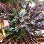 Dank Commander Marijuana Strain