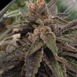 Dank Commander Strain Marijuana Plant