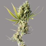 Durban Marijuana Strain
