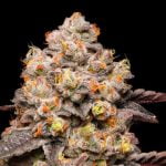 Gelatti Marijuana Strain