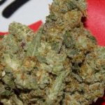 Gelatti Strain Marijuana Plant