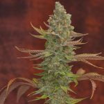 Goji OG Marijuana Strain