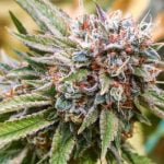 Goji OG Strain Marijuana Plant