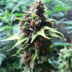 Gold Leaf Marijuana Strain