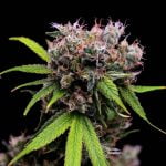 Golden Pineapple Marijuana Strain