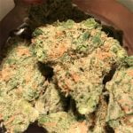 Golden Pineapple Strain Marijuana Plant