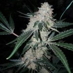 Grape Diamonds Marijuana Strain