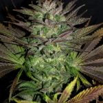 Grape God Marijuana Strain
