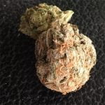 Grape God Strain Marijuana Plant