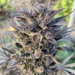 Grape Soda Marijuana Strain