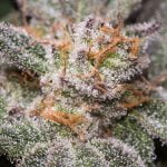 Grape Soda Strain Marijuana Plant