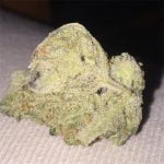 Great White Shark Bud
