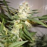 Great White Shark Marijuana Strain