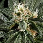 Great White Shark Strain Marijuana Plant