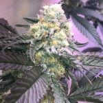 High School Sweetheart Marijuana Strain