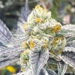 High School Sweetheart Strain Marijuana Plant