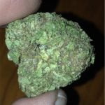 Huckleberry Bud