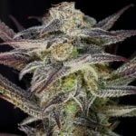 Huckleberry Marijuana Strain
